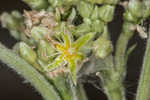 Longleaf buckwheat